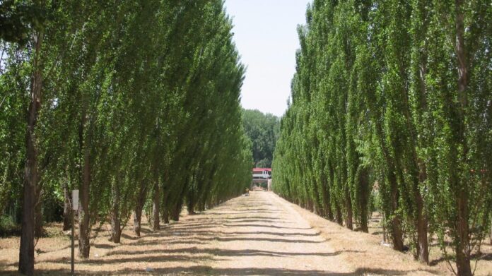 Paseo Arbolado de Aranjuez