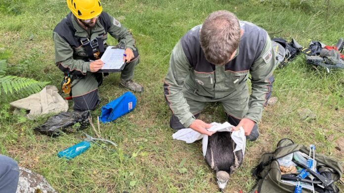 El Grupo de Intervenciones en Altura de los Agentes Forestales anillan crías de buitre negro