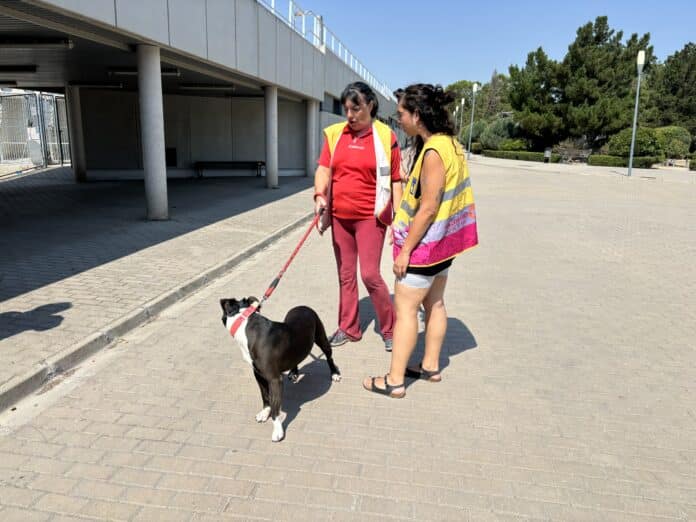 Voluntarios por Madrid en la labor de acompañamiento a perros
