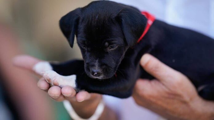 La Comunidad de Madrid ayudó a que 3000 animales de compañía encontraran un nuevo hogar