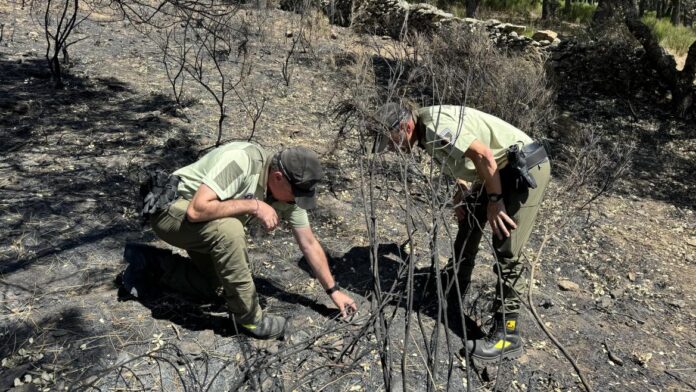 Agentes forestales investigando en un incendio