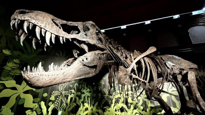 exposición Cazadores de dragones