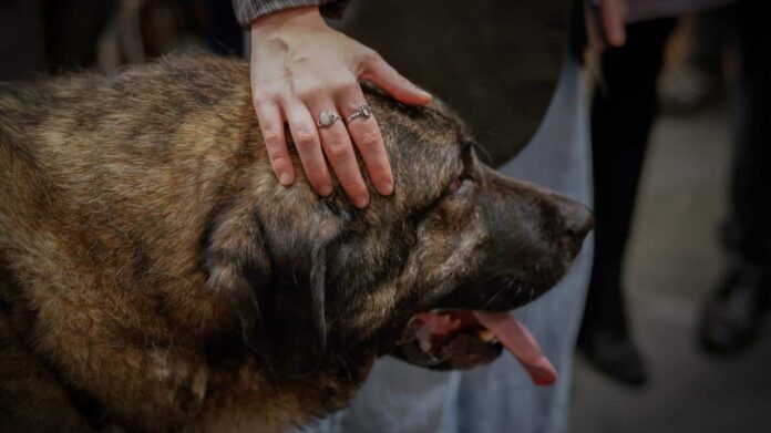 perro en adopción