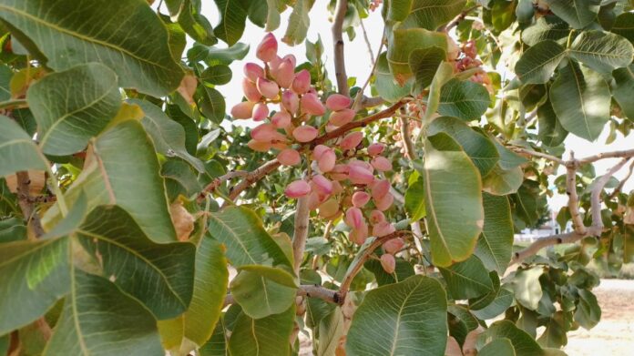 Racimo de pistachos