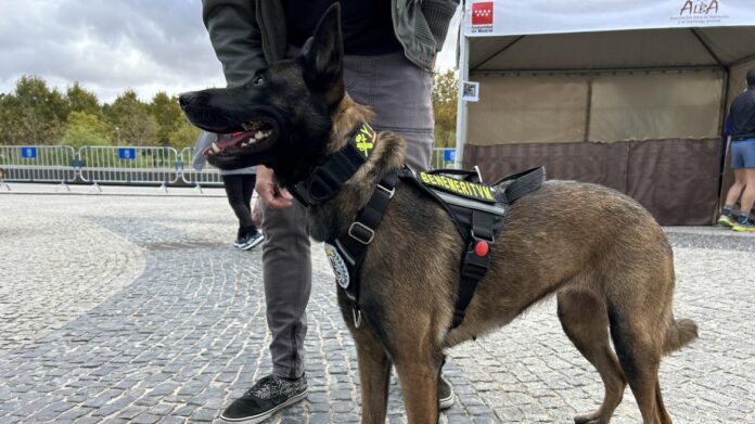 perro en Salón de la Adopción 