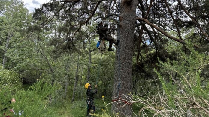 Agentes Forestales protegiendo aves