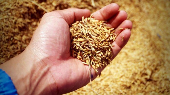 mano sosteniendo granos de arroz recién cosechados