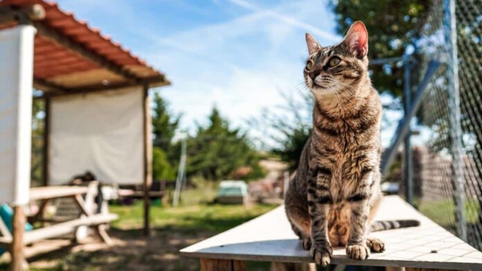 Centro Integral de Acogida de Animales