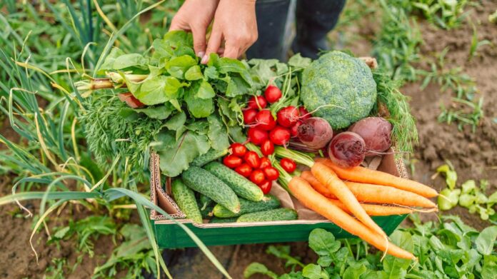 Caja con alimentos ecológicos 