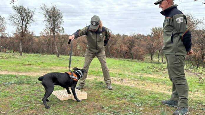 Las Brigadas Especiales de los Agentes Forestales investigan las causas de incendios 
