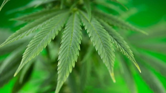 Hoja de Planta Marihuana