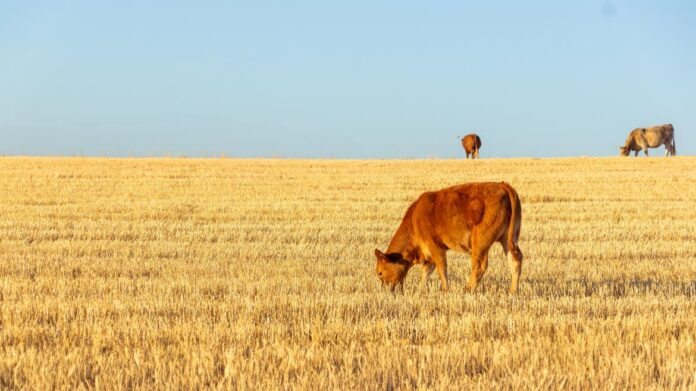 Vaca pastando