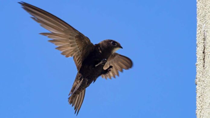 vencejo volando