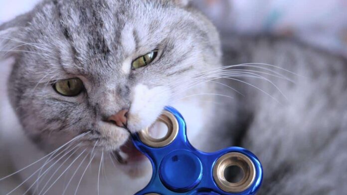 Gato mordiendo