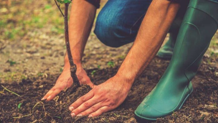 Joven plantando un árbol