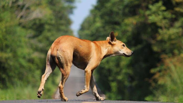Foto perro carretera