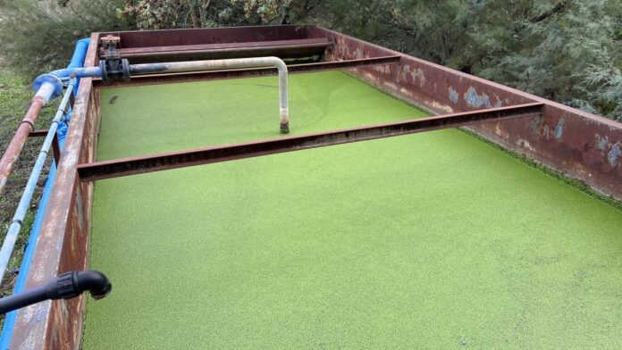 Imagen de cabecera #0 de la página de "La Comunidad de Madrid investiga cómo eliminar residuos farmacéuticos en el agua con plantas y microorganismos"