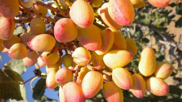 Plantas del pistacho