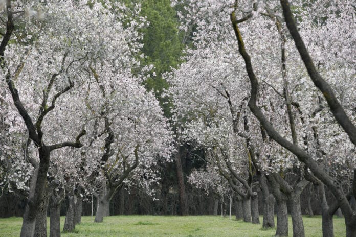 Almendros en flor en la Quinta de los Molinos