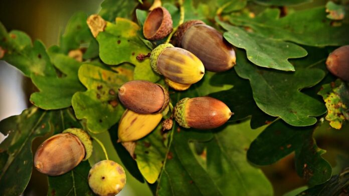 Bellotas en árbol