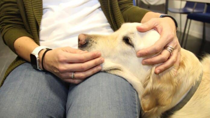 Programa de ocio asistido con animales en el Hospital Clínico San Carlos