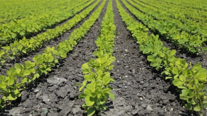 cultivo de verduras en surco
