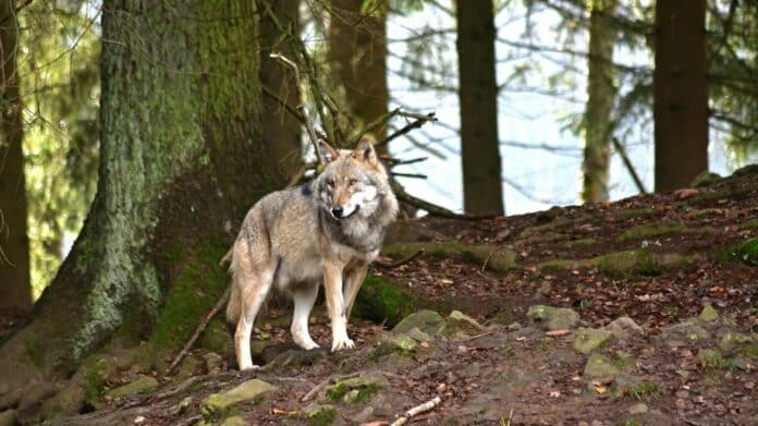 Foto lobo