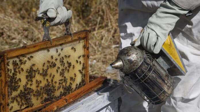 enjambre de abejas sin colmena