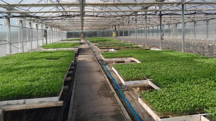 Reparto de variedades hortícolas del IMIDRA