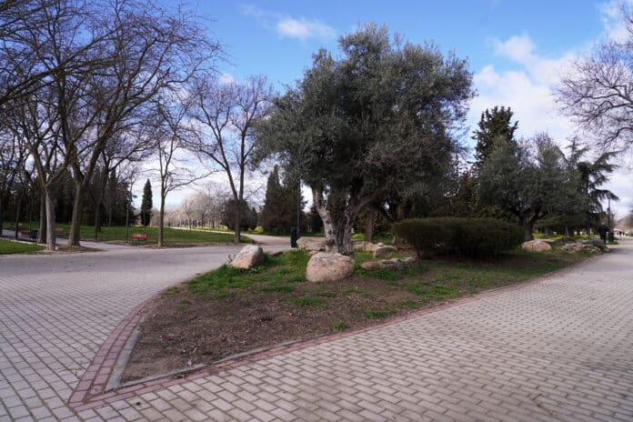 Zona parque de Las Cruces