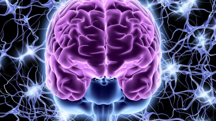 Cerebro en tres dimensiones con color morado y azul