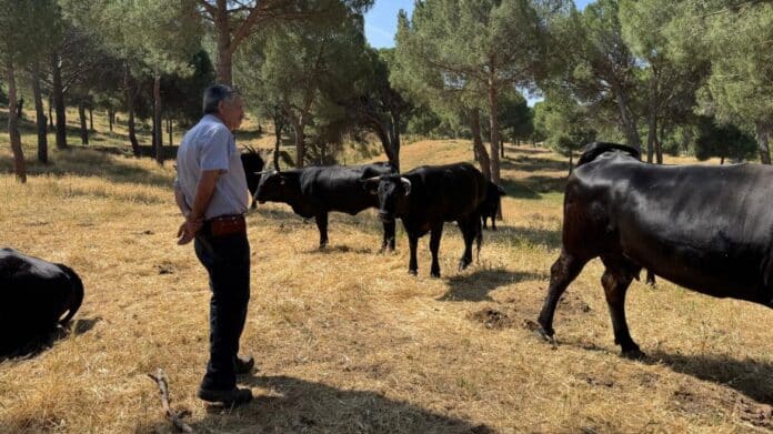 cabezas de ganado para prevenir incendios forestales