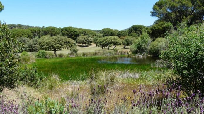 Paisaje de monte con encinas, charca con vegetación acuática y cantueso.