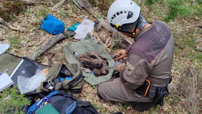 El Grupo de Intervención en Altura de los Agentes Forestales anilla crías de buitre negro
