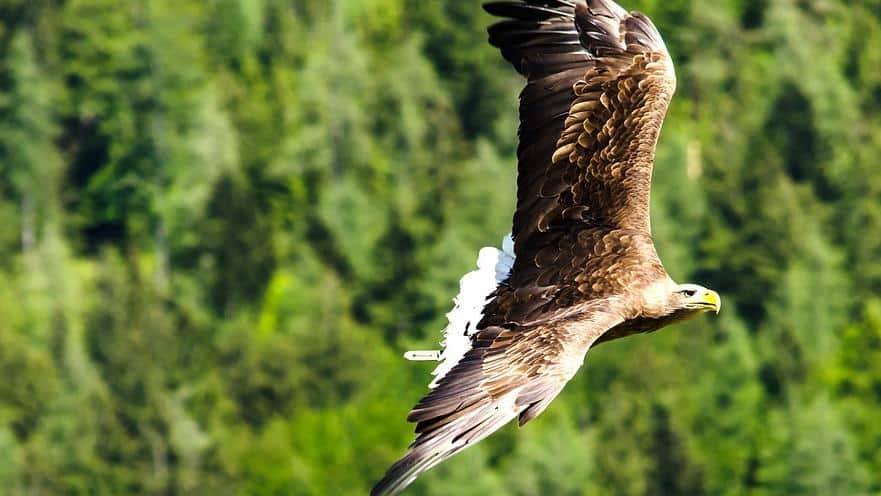 Aventuras Aéreas: Descubre las 240 Aves que Hacen de Madrid su Hogar Natural