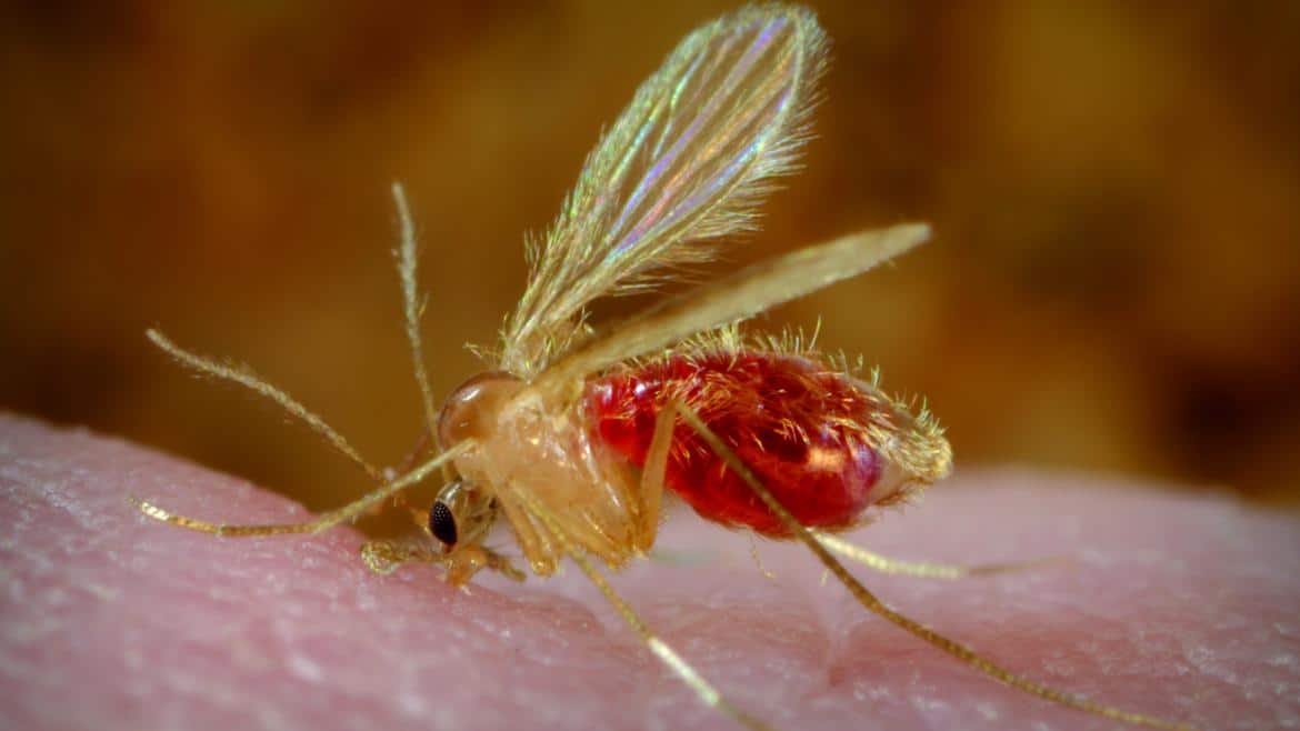 Hospital Ramón y Cajal Renovado como Centro Colaborador de la OMS para Combatir la Leishmaniasis