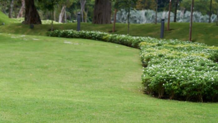 Campo de cesped