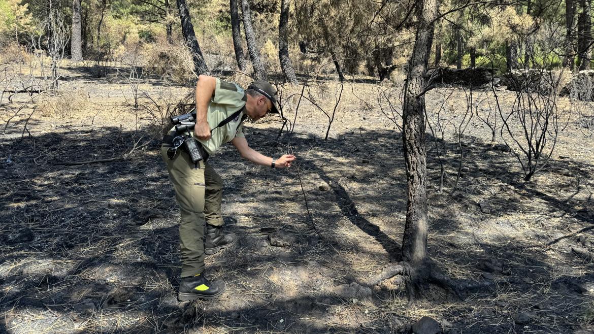 La Comunidad de Madrid Interviene Legalmente en Casos de Incendios Forestales del Verano