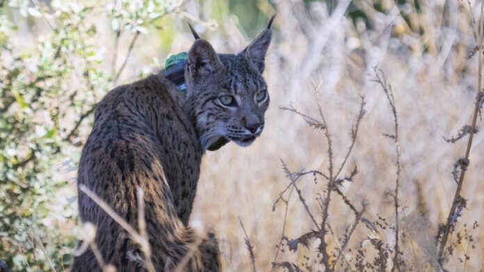 ejemplar de lince ibérico