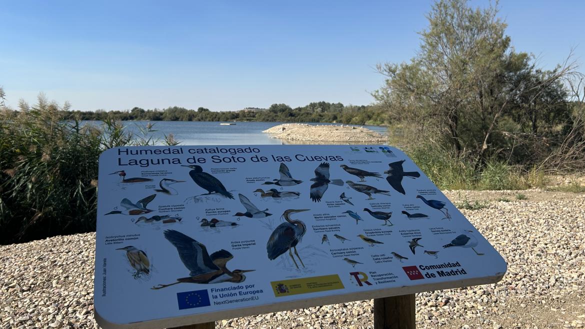 Restauración de la Laguna de Soto de las Cuevas: Madrid Potencia su Patrimonio Natural en el Parque del Sureste