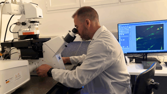 Profesional sentado observando a través de un microscopio y a la derecha una pantalla con imágenes celulares