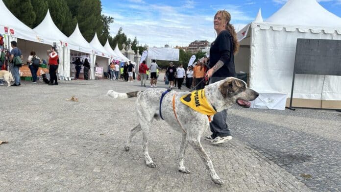 La Comunidad de Madrid Facilita Hogares para 4,600 Mascotas en animales de compañía