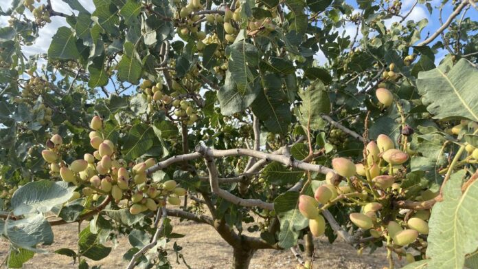 La Comunidad de Madrid Impulsa la Rentabilidad del Pistacho con Árbol con pistachos