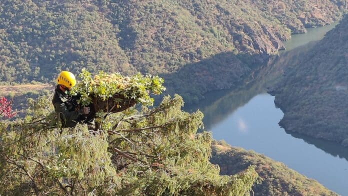 El Cuerpo de Agentes Forestales reconstruye nidos de buitre negro