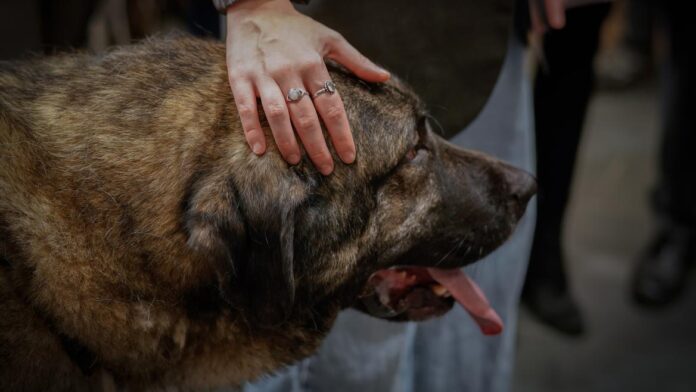 Organización de la XX Edición del Salón de Adopción de perro en adopción