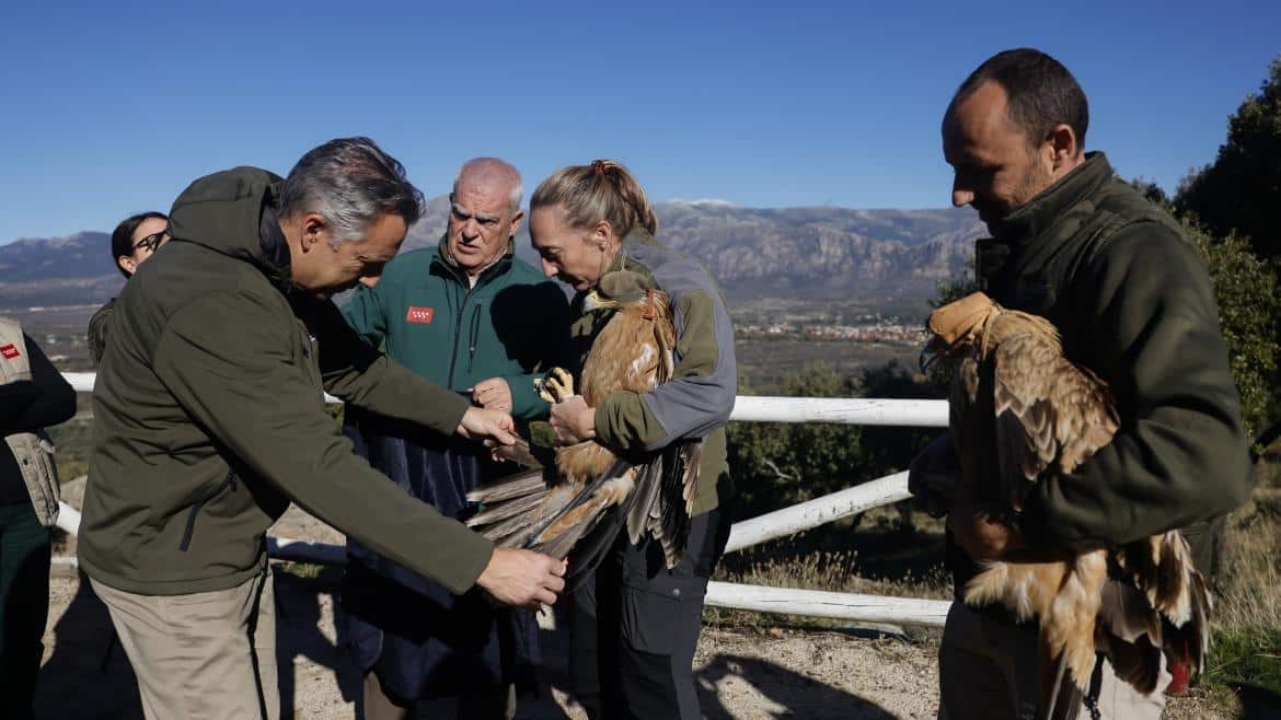 Aumento del 13% en el Número de Parejas de Águila Imperial Anidando en la Comunidad de Madrid