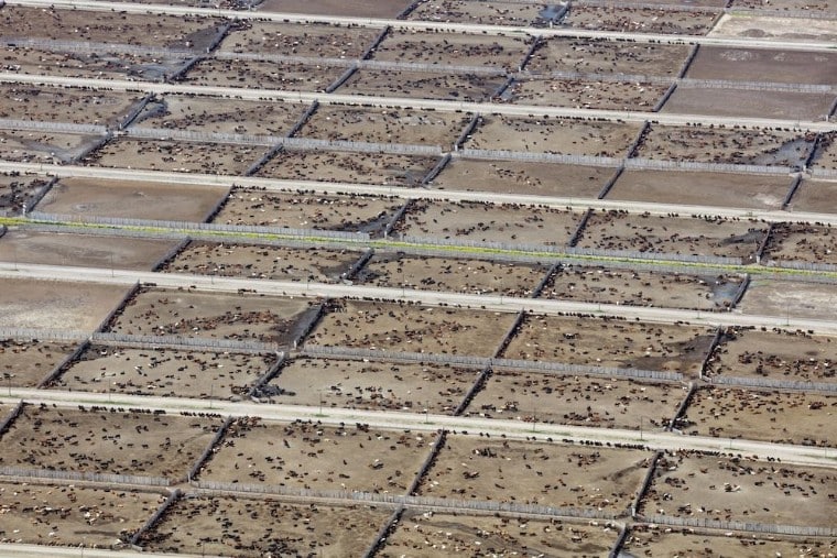 Ganadería Industrial: Un Obstáculo Clave para las Metas Climáticas Globales, Revela Estudio