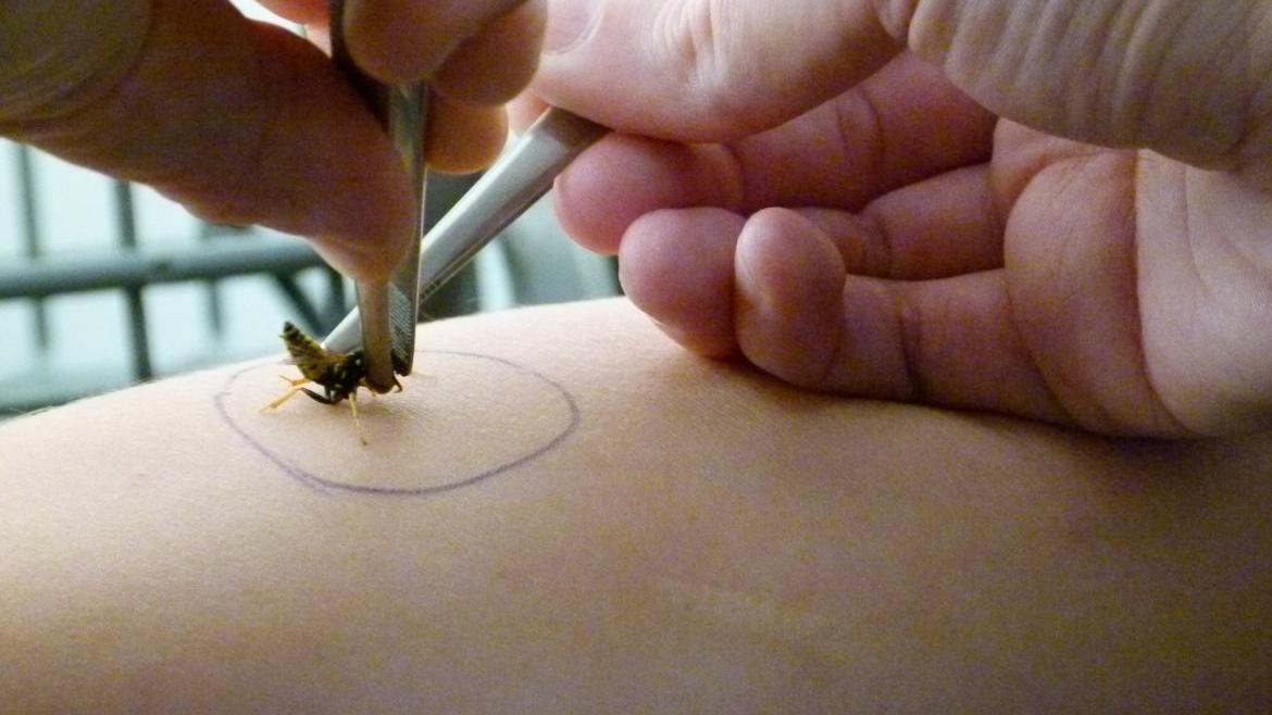 Hospital Fundación Alcorcón Avala Innovadora Prueba de Repicadura Controlada con Insectos