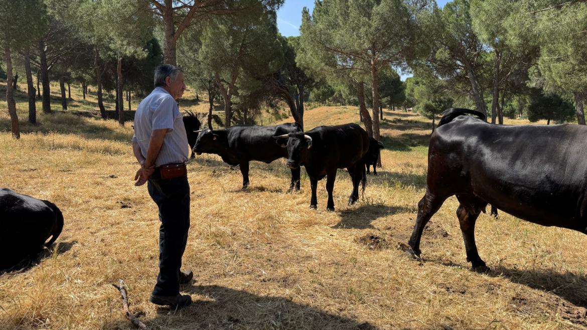 Incremento del 10,7% en Ayudas de Seguros Agrarios para Riesgos en la Comunidad de Madrid
