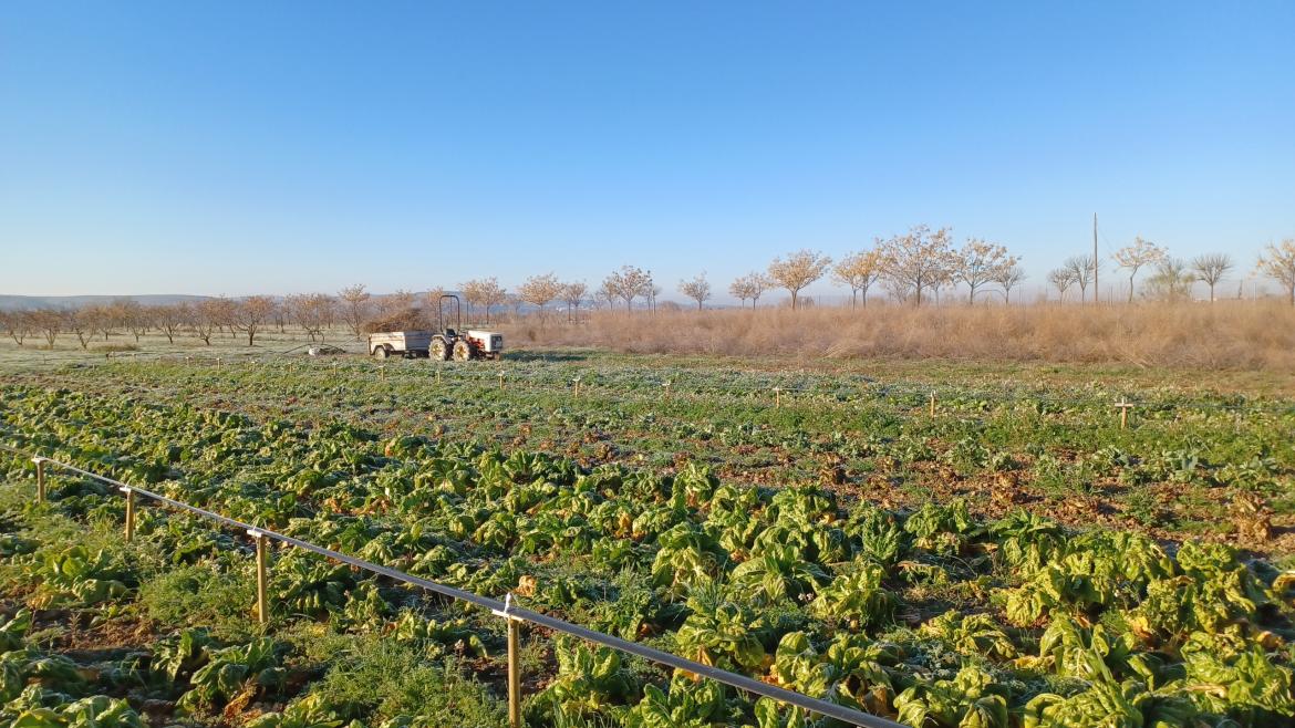 La Comunidad de Madrid Facilita 236 Hectáreas de Terreno a Agricultores Locales para Impulsar la Producción Agrícola